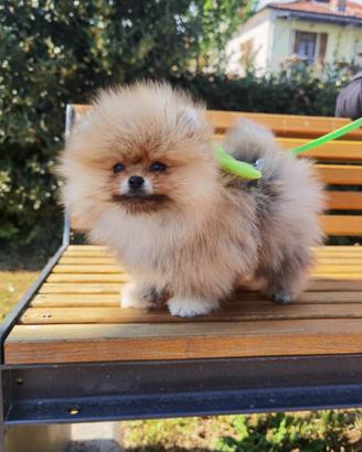 Spitz pomerania TOY 2 mesi orange rosso