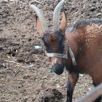 Capra camosciata delle alpi