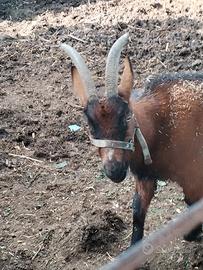 Capra camosciata delle alpi