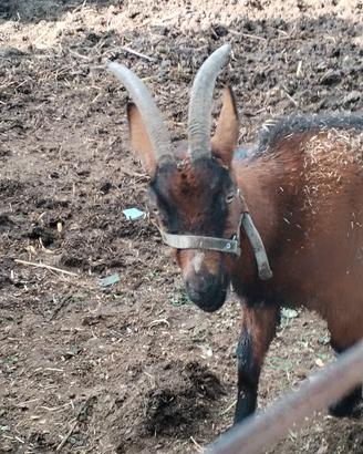 Capra camosciata delle alpi