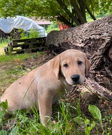 Cuccioli di Labrador