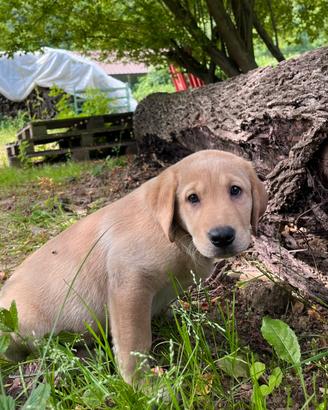 Cuccioli di Labrador