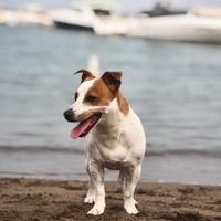 Jek Russell x accoppiamento GRATIS