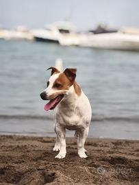 Jek Russell x accoppiamento GRATIS