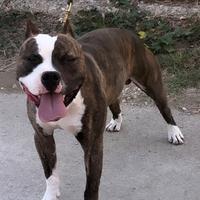 Pitbull