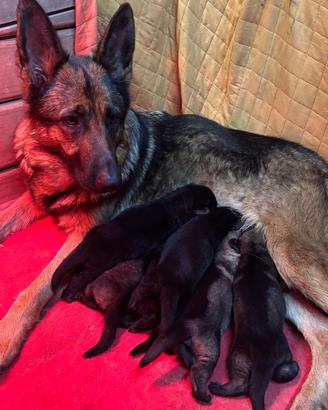Cuccioli Pastore Tedesco linea da lavoro