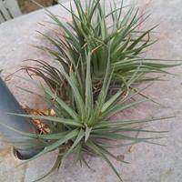 pianta di tillandsia