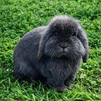 Coniglio Ariete coccolone due anni