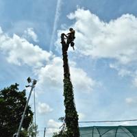 tree climbing