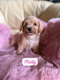 Maltipoo cuccioli