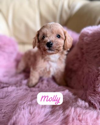 Maltipoo cuccioli