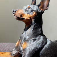 Pinscher nano nero focato disponibile per monta