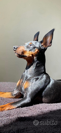 Pinscher nano nero focato disponibile per monta