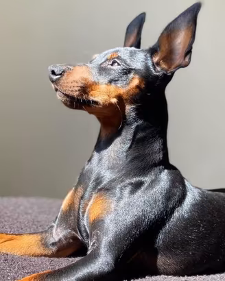 Pinscher nano nero focato disponibile per monta