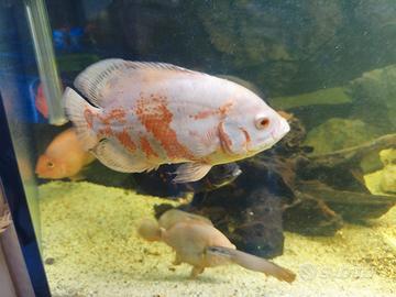 Pesci ciclidi Oscar Astronotus