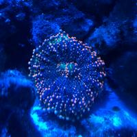 Corallo Marino Ricordea