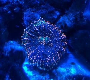 Corallo Marino Ricordea
