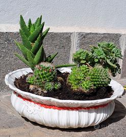 Vaso piante grasse, cactus e succulente