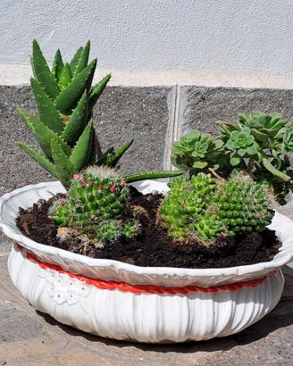 Vaso piante grasse, cactus e succulente