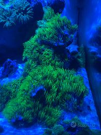 Splendida Pachyclavularia Virdis  Briareum Fluo