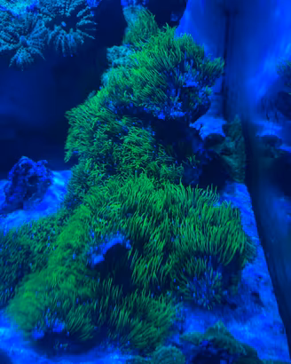 Splendida Pachyclavularia Virdis  Briareum Fluo