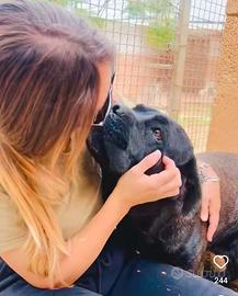 Il nostro gigante buono