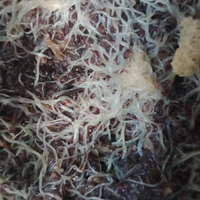 Grindal starter coltura