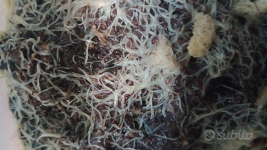 Grindal starter coltura