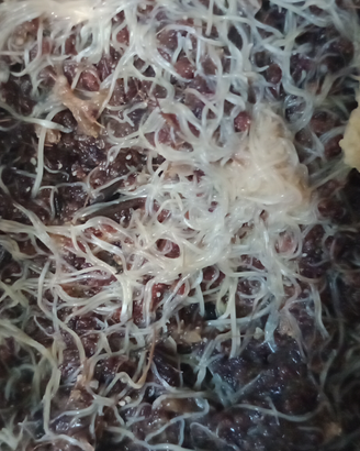 Grindal starter coltura