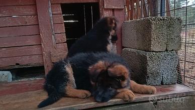Cuccioli pastore tedesco pelona