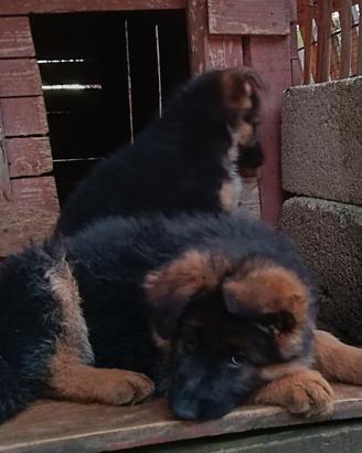 Cuccioli pastore tedesco pelona