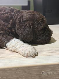 Cuccioli Lagotto Romagnolo