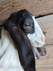 Capretti di razza maltese
