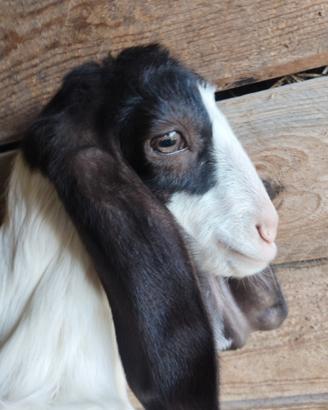 Capretti di razza maltese