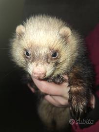 Furetto maschio