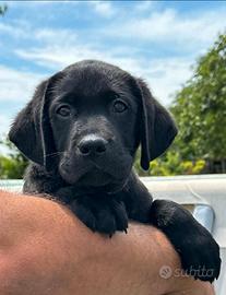 Cuccioli di labrador Retriever