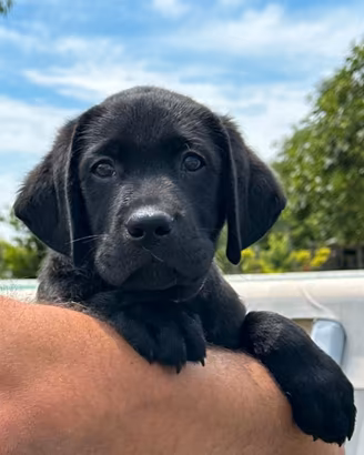 Cuccioli di labrador Retriever