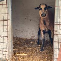 Pecora del Camerun femmina