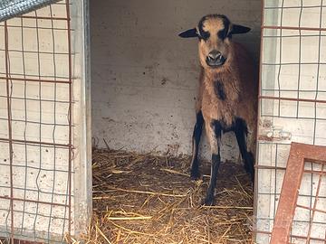 Pecora del Camerun femmina