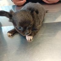 Stupendi chihuahua Toy