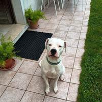 Cane Dogo Argentino maschio