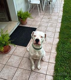 Cane Dogo Argentino maschio