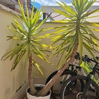 pianta tronchetto della felicita' -yucca