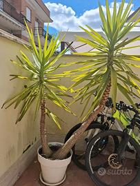 pianta tronchetto della felicita' -yucca