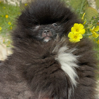Spitz di Pomerania