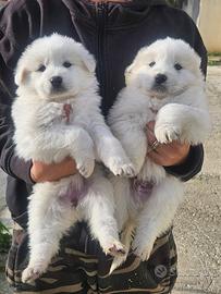 Cuccioli di pastore maremmano abruzzese