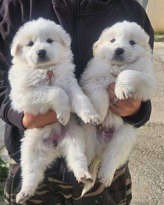 Cuccioli di pastore maremmano abruzzese