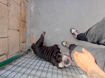 bulldog inglese per monta 