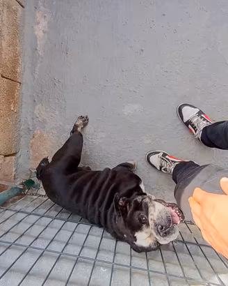 bulldog inglese per monta 