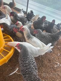Galline ovaiole